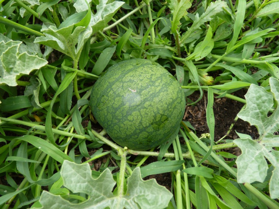 gr.watermeloen.JPG
